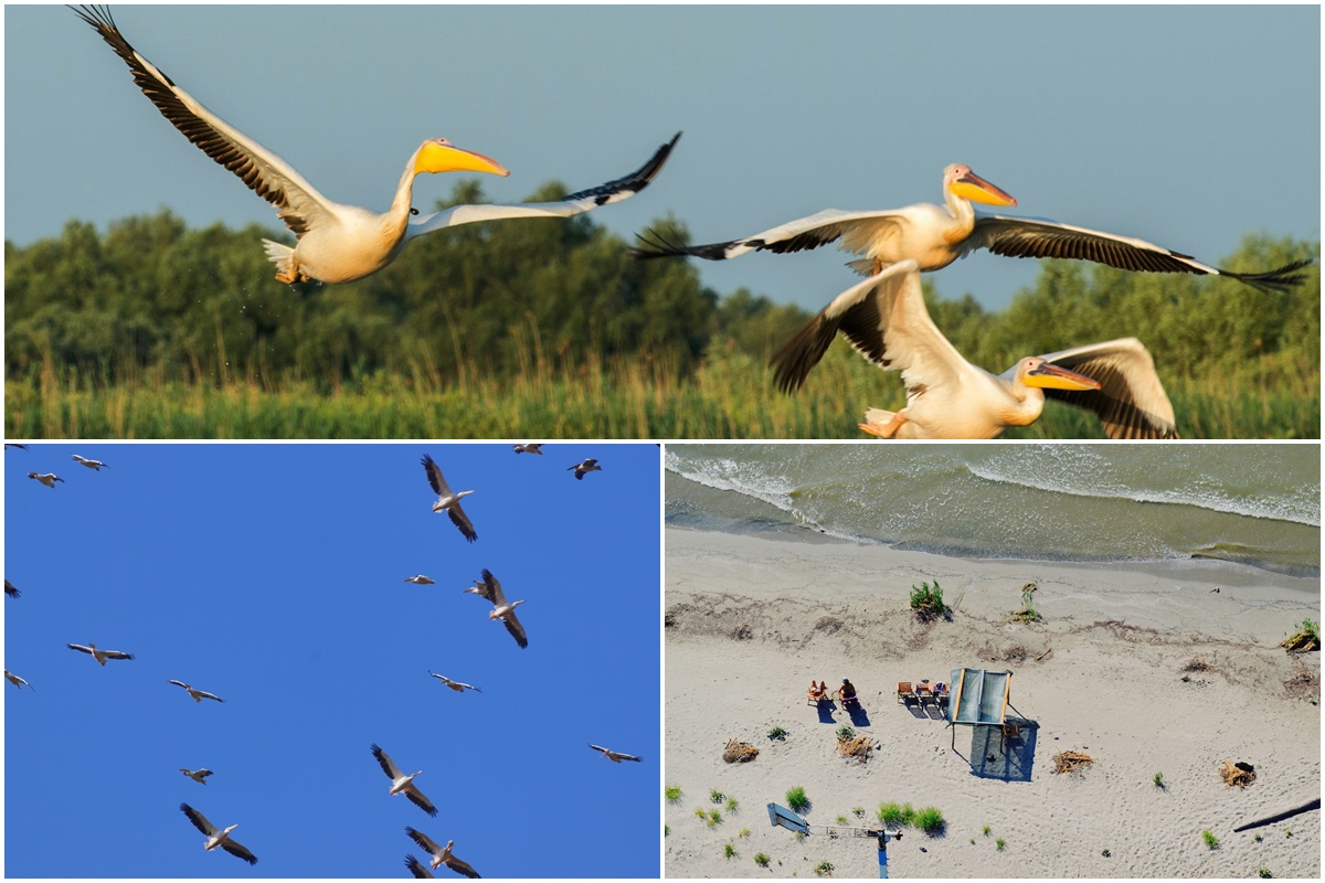 Danube Delta | Pelicans | Sulina Beach